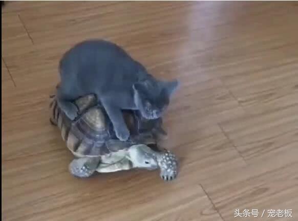 貓咪把烏龜當車子，騎烏龜背上行走，烏龜要崩潰了！ 
