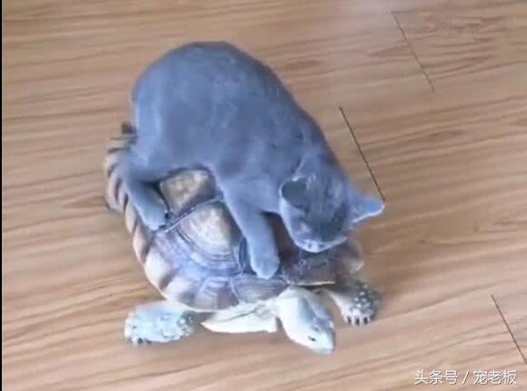 貓咪把烏龜當車子，騎烏龜背上行走，烏龜要崩潰了！ 