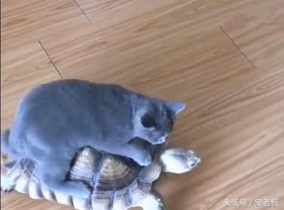 貓咪把烏龜當車子，騎烏龜背上行走，烏龜要崩潰了！ 