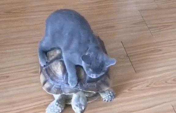 貓咪把烏龜當車子，騎烏龜背上行走，烏龜要崩潰了！ 