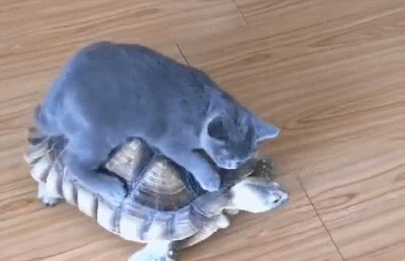 貓咪把烏龜當車子，騎烏龜背上行走，烏龜要崩潰了！ 