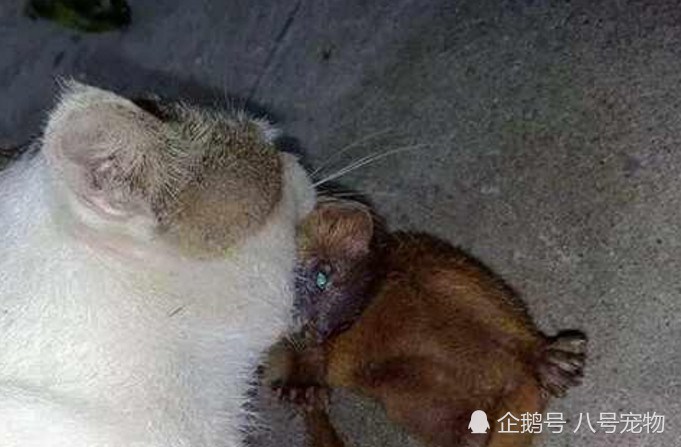 貓咪大清早給女主人帶回了一個「大禮」！女主人嚇得魂飛魄散！還將貓咪趕了出去！ 