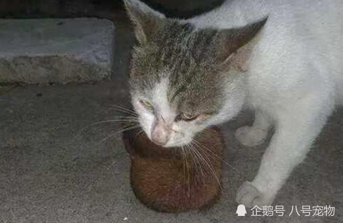 貓咪大清早給女主人帶回了一個「大禮」！女主人嚇得魂飛魄散！還將貓咪趕了出去！ 