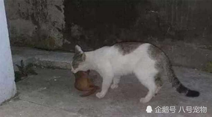 貓咪大清早給女主人帶回了一個「大禮」！女主人嚇得魂飛魄散！還將貓咪趕了出去！ 