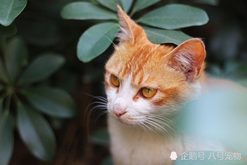 貓咪大清早給女主人帶回了一個「大禮」！女主人嚇得魂飛魄散！還將貓咪趕了出去！ 