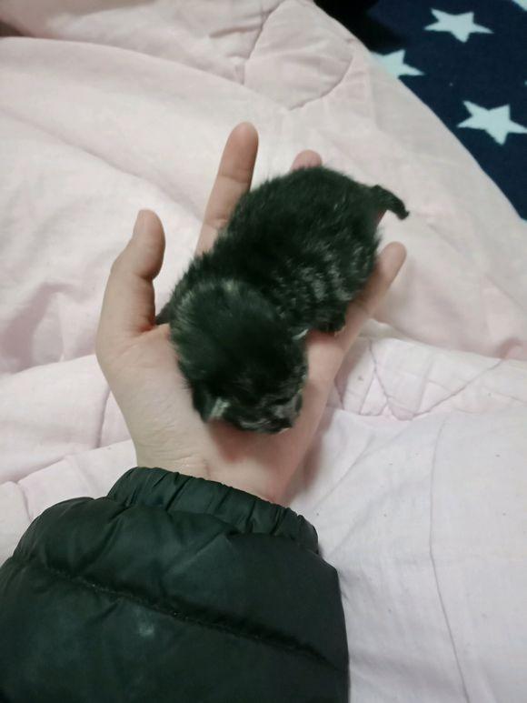 懷孕的狸花貓超預產期三天沒有生產，剖腹產後貓咪卻給她帶來驚喜 