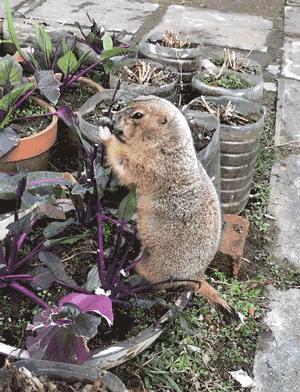 土撥鼠在鄉下過著悠閒的田園生活，還和村頭小土狗成了好朋友！
