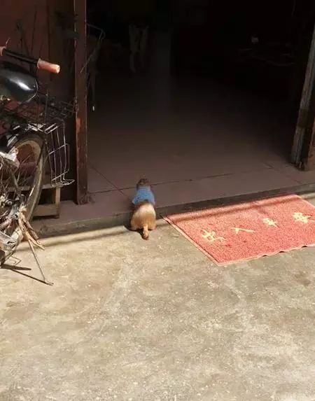 土撥鼠在鄉下過著悠閒的田園生活，還和村頭小土狗成了好朋友！