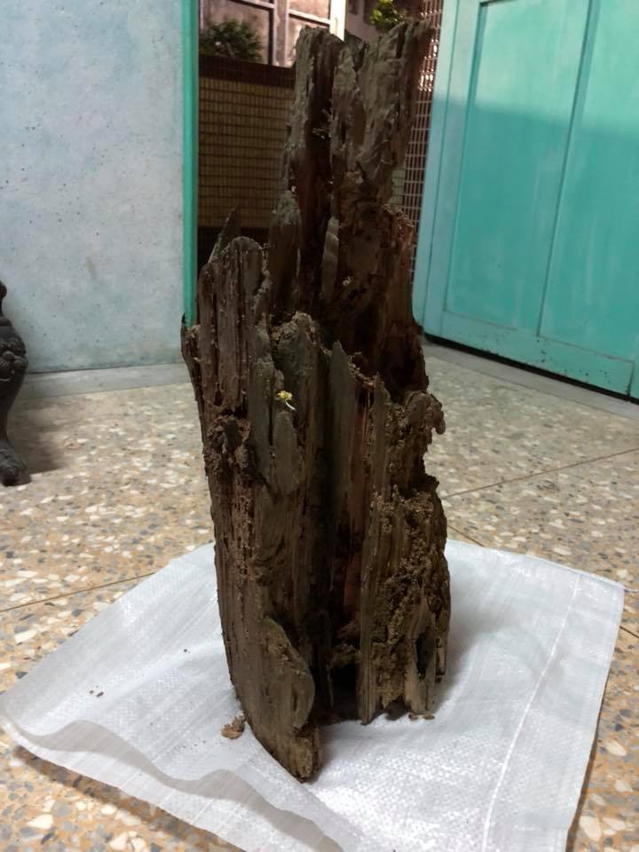 遭白蟻咬10年「枯木竟變濟公佛像」！眼尖網友發現「手上還有驚人細節」根本神蹟再現！