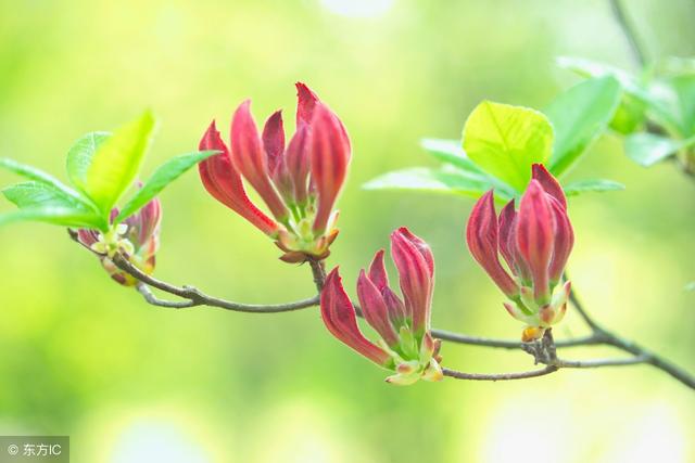 5月（5.5-6.4）春末夏初，一個溫柔的月份，12生肖運勢不忍錯過