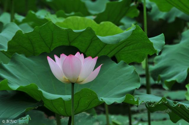 5月（5.5-6.4）春末夏初，一個溫柔的月份，12生肖運勢不忍錯過